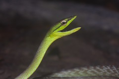 Oxybelis brevirostris