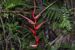Heliconia trichocarpa