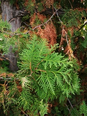 Thuja occidentalis