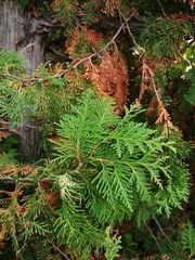Thuja occidentalis