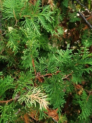 Thuja occidentalis