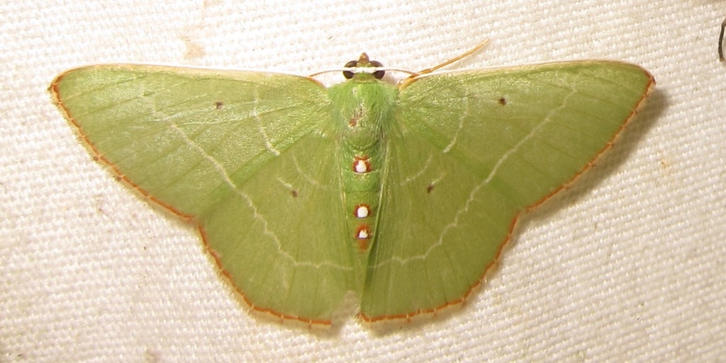 Nemoria gladysae