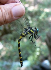 Cordulegaster insignis