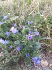 Echium vulgare