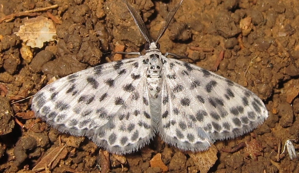 Hymenomima seriata