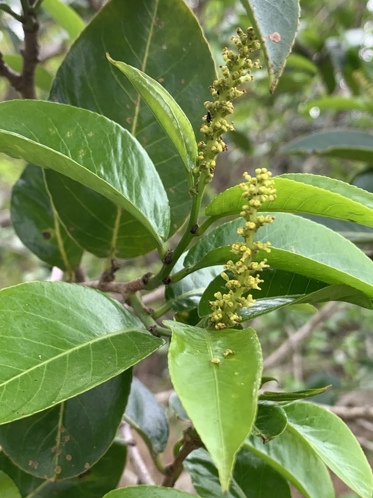 jumping-seed tree