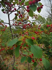 Crataegus laevigata