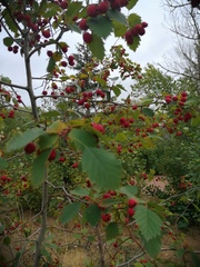 Crataegus laevigata