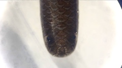 Indotyphlops braminus