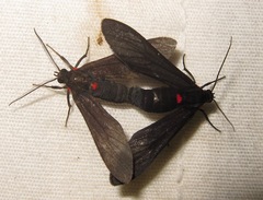 Saurita