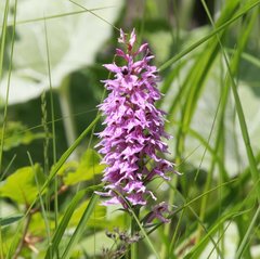 Dactylorhiza maculata