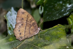 Mycalesis