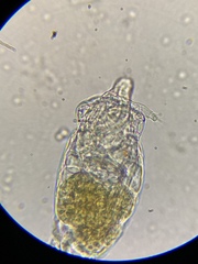 Philodina megalotrocha