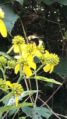 Verbesina alternifolia