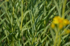 Jacobaea paludosa paludosa