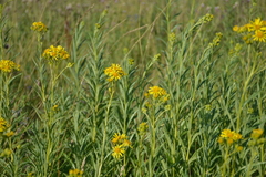 Jacobaea paludosa paludosa