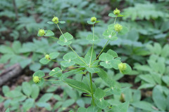 Euphorbia squamosa