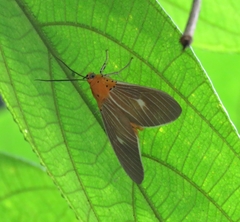 Asota producta