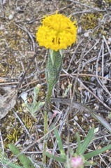 Podotheca gnaphalioides