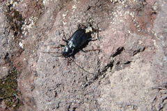 Nebria ochotica
