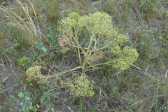 Crambe steveniana