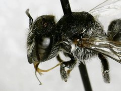 Megachile rotundata
