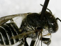 Megachile rotundata