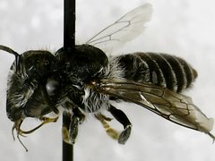 Megachile rotundata