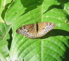 Tanaecia pelea