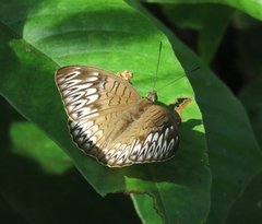 Tanaecia pelea