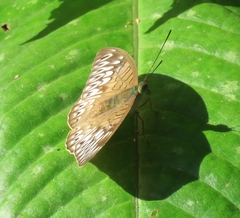 Tanaecia pelea