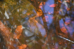 Chelydra serpentina image
