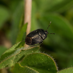 Sehirus luctuosus