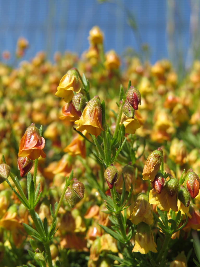 Pinnate Dollsrose Complex
