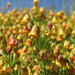 Hermannia pinnata - Photo (c) ekuyler,  זכויות יוצרים חלקיות (CC BY-NC), הועלה על ידי ekuyler