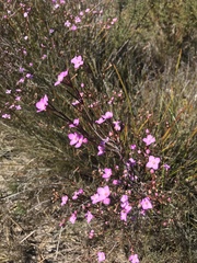 Boronia filifolia