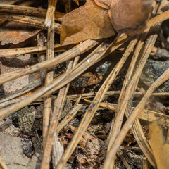 Trapezonotus arenarius