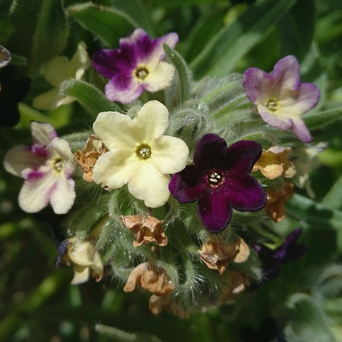 Image of Sinkiang-Tibet Arnebia (Arnebia euchroma) by (c) Chayant Gonsalves, some rights reserved (CC BY)