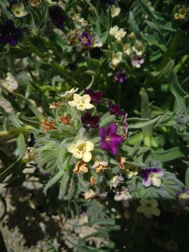 Image of Sinkiang-Tibet Arnebia (Arnebia euchroma) by (c) Chayant Gonsalves, some rights reserved (CC BY)
