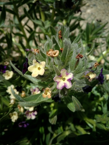Image of Sinkiang-Tibet Arnebia (Arnebia euchroma) by (c) Chayant Gonsalves, some rights reserved (CC BY)