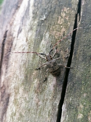 Mesosa curculionoides