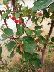Malus baccata