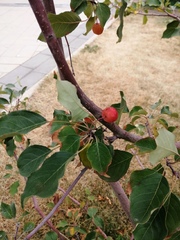 Malus baccata