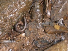 Limnobdella