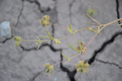 Ranunculus arvensis
