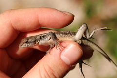 Sceloporus chrysostictus