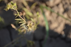 Ranunculus arvensis