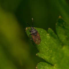 Drymus sylvaticus