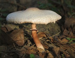 Leucoagaricus meleagris