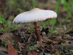 Leucoagaricus meleagris